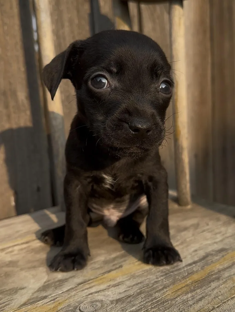 A baby small-sized male Chihuahua dog named Timex for adoption in Windsor, CO