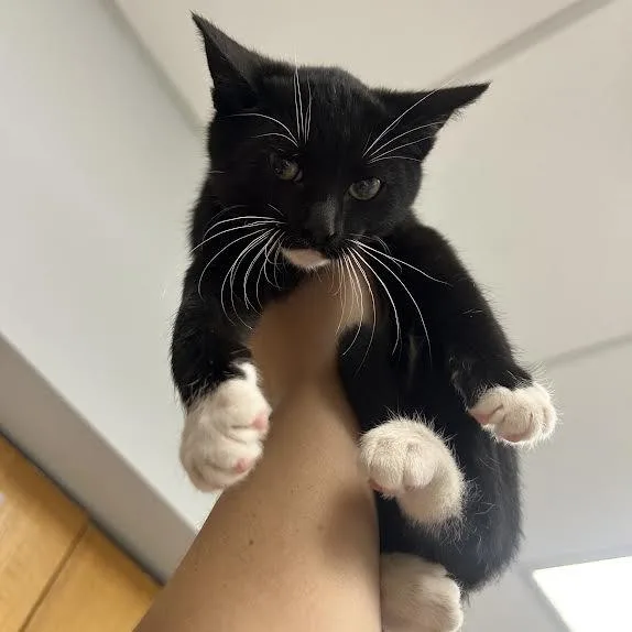 A baby small-sized female Black Domestic Short Hair cat named Beaker for adoption in Durango, CO