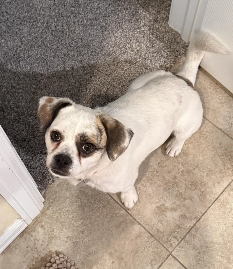 An adult small-sized male Puggle dog named Junior Jack for adoption in Denver, CO