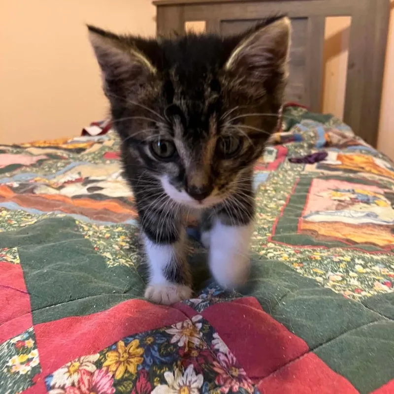 A baby small-sized male Brown / Chocolate Domestic Short Hair cat named Revere for adoption in Jasper, IN