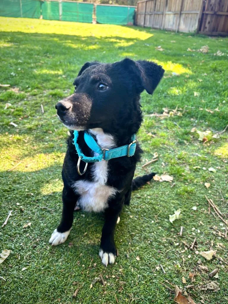 A baby small-sized male Poodle dog named Paulie for adoption in Los Angeles, CA