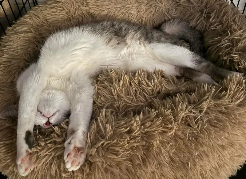 A young medium-sized male Tabby (Gray / Blue / Silver) Domestic Short Hair cat named Franklin for adoption in Adrian, MI