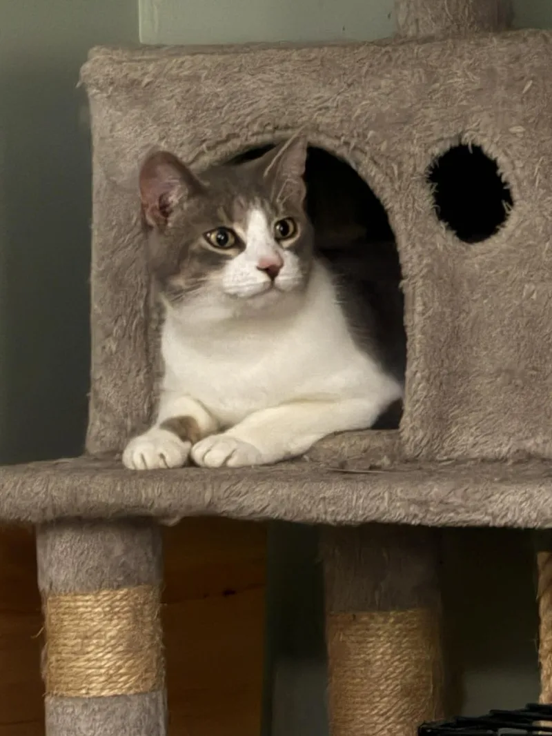 Franklin thumbnail 2