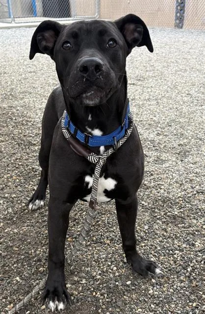 A young large-sized male Labrador Retriever dog named Sails for adoption in Lincolnton, NC
