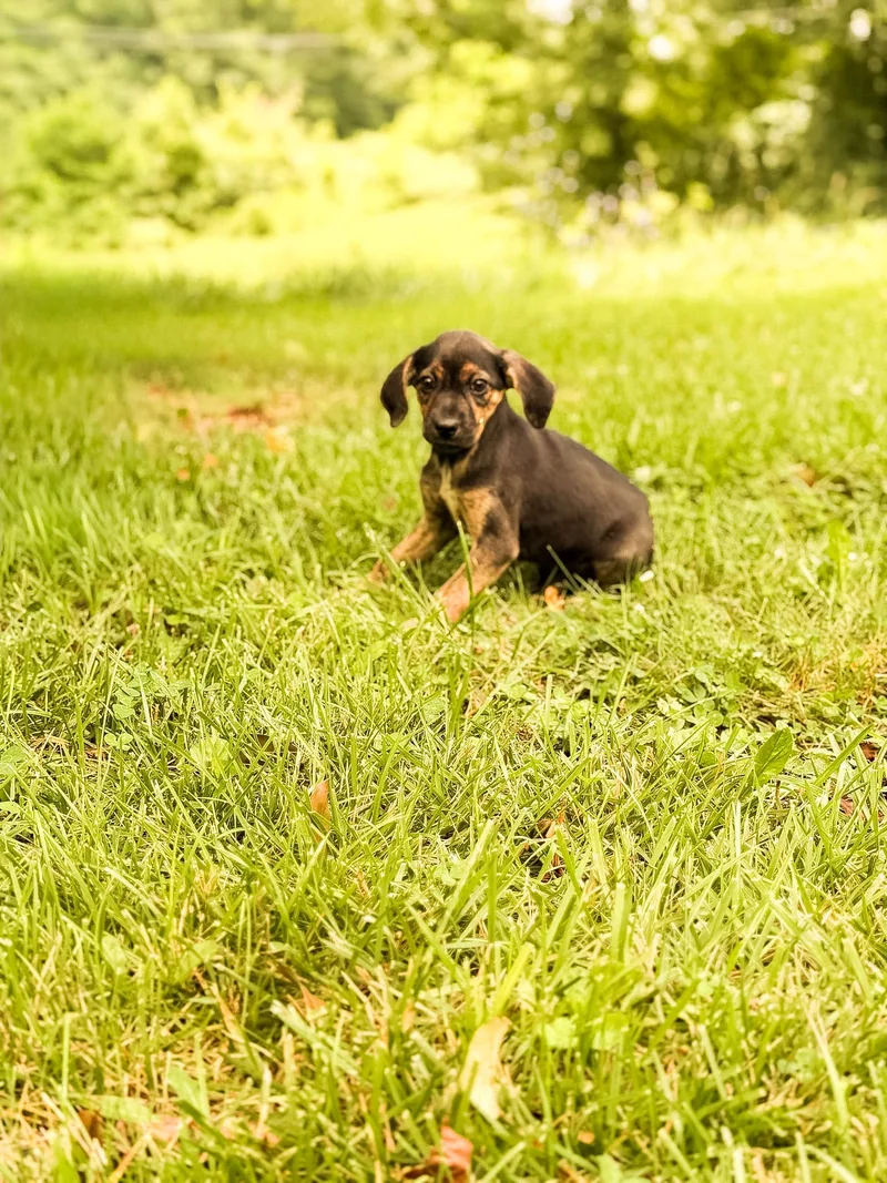 A baby small-sized male Yellow / Tan / Blond / Fawn Mixed Breed dog named Simon Transport for adoption in Gradyville, KY