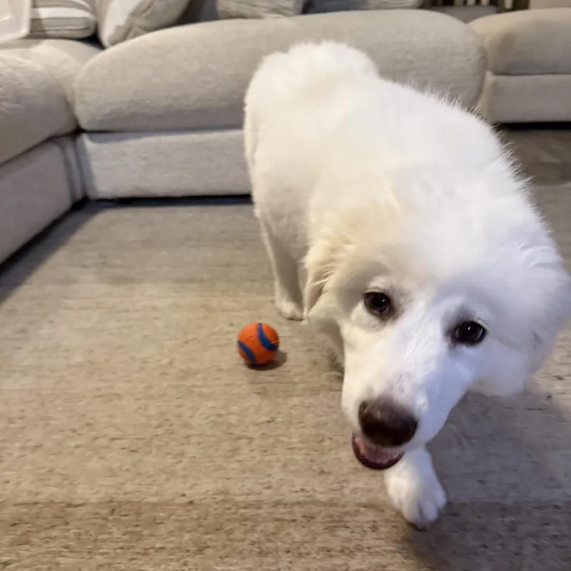 A baby large-sized female Great Pyrenees dog named Blue for adoption in Montgomery, TX