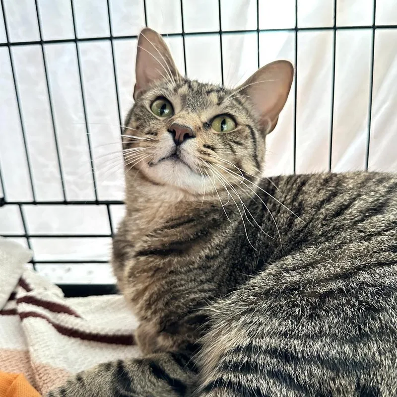 An adult large-sized male Domestic Short Hair cat named Berry for adoption in New York, NY