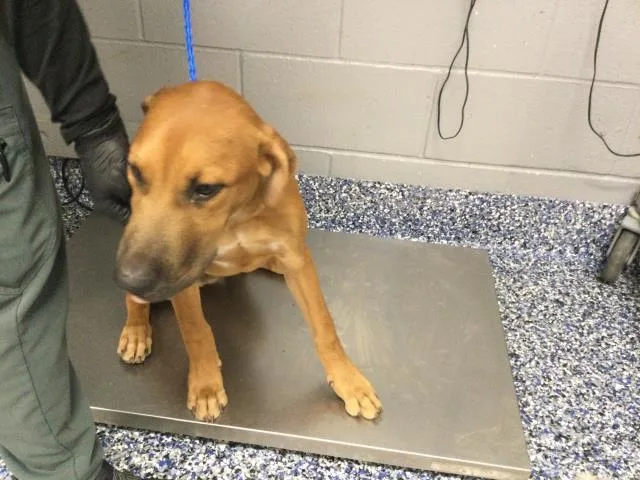 A young small-sized male Shepherd dog named Doppio for adoption in Riverside, CA