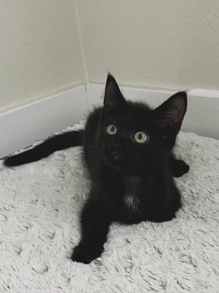 Mia