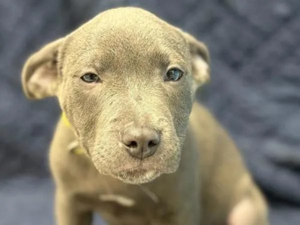 A baby small-sized male Pit Bull Terrier dog named Joey for adoption in Portland, OR