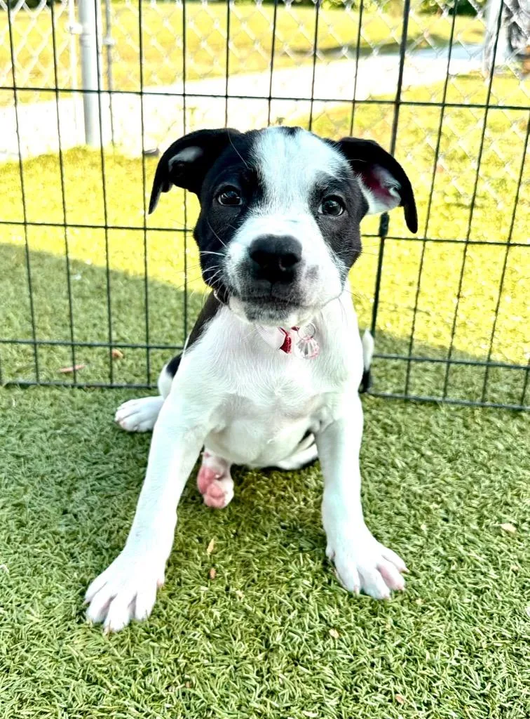 A baby large-sized female Pit Bull Terrier dog named Sunglow for adoption in Cape Coral, FL