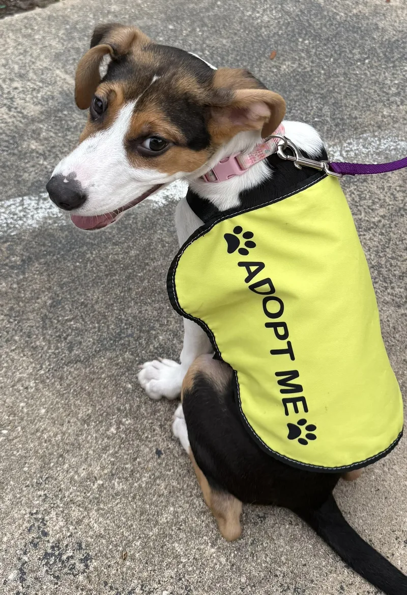 A young medium-sized female Beagle dog named Ava for adoption in Bolivia, NC