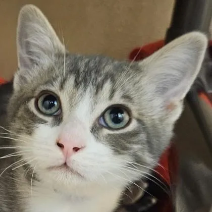 A baby medium-sized male Domestic Short Hair cat named Wallace for adoption in Pleasanton, CA