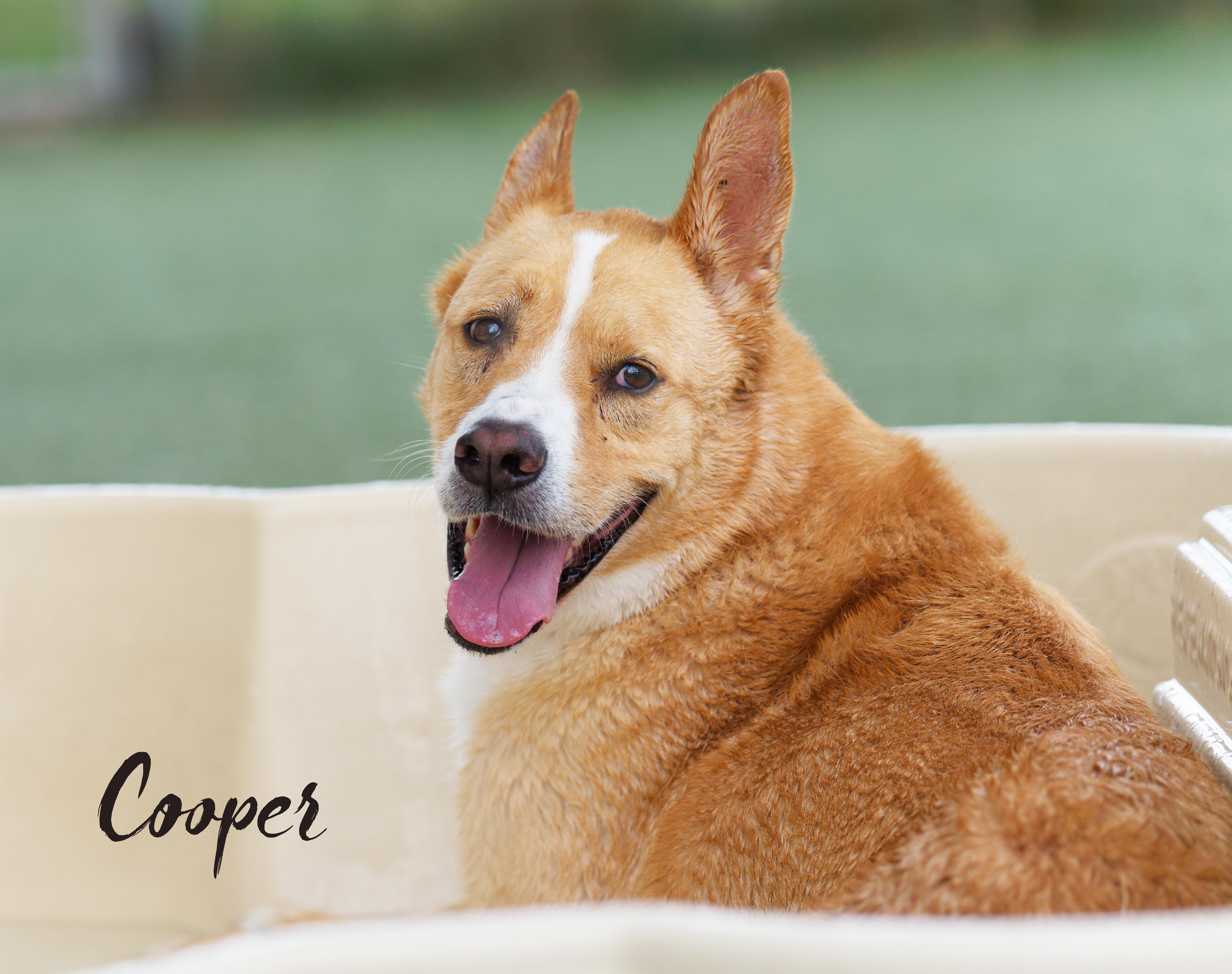 An adult medium-sized male Apricot / Beige Cattle Dog dog named Cooper for adoption in Houston, TX
