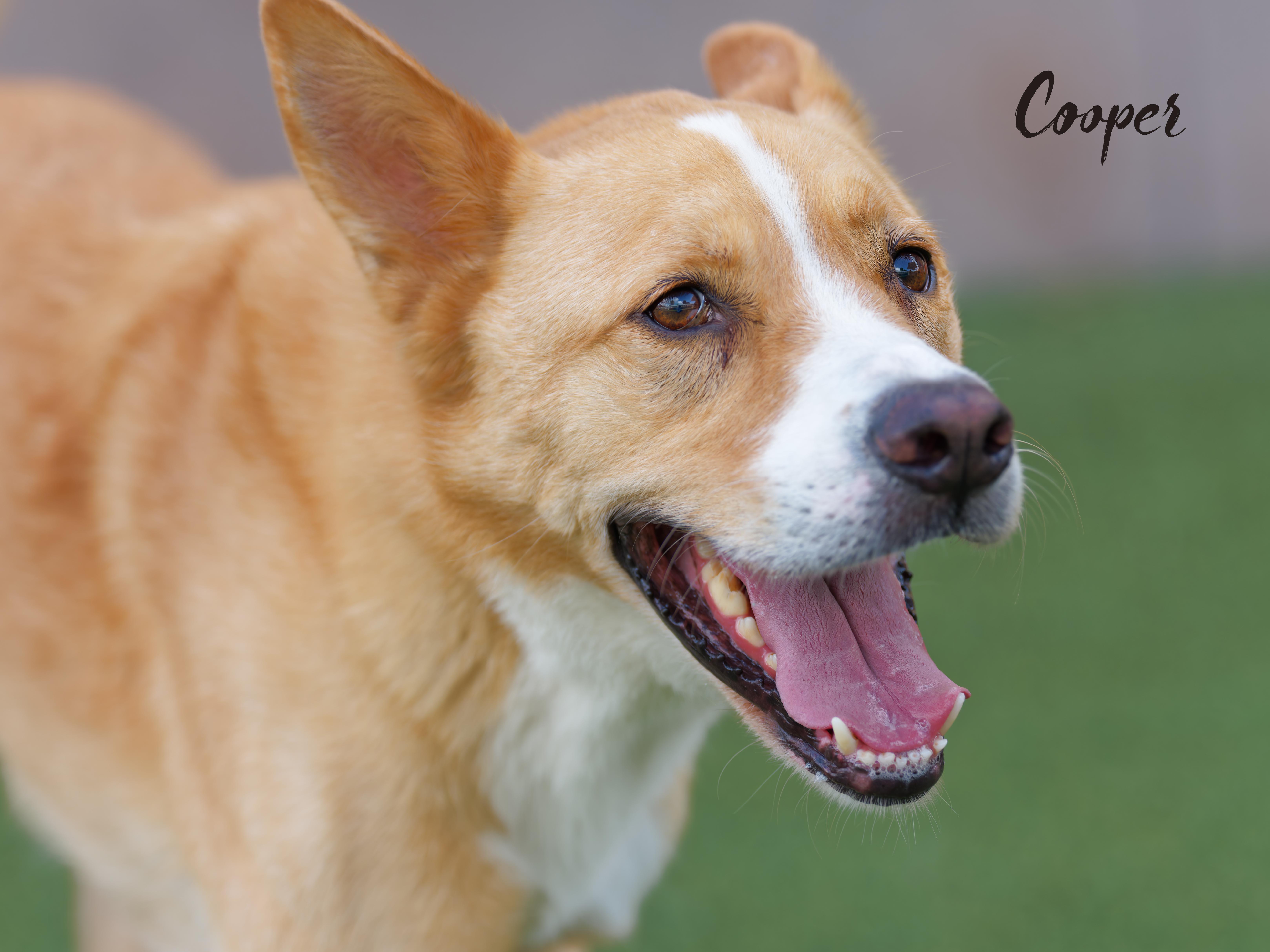 Cooper thumbnail 3