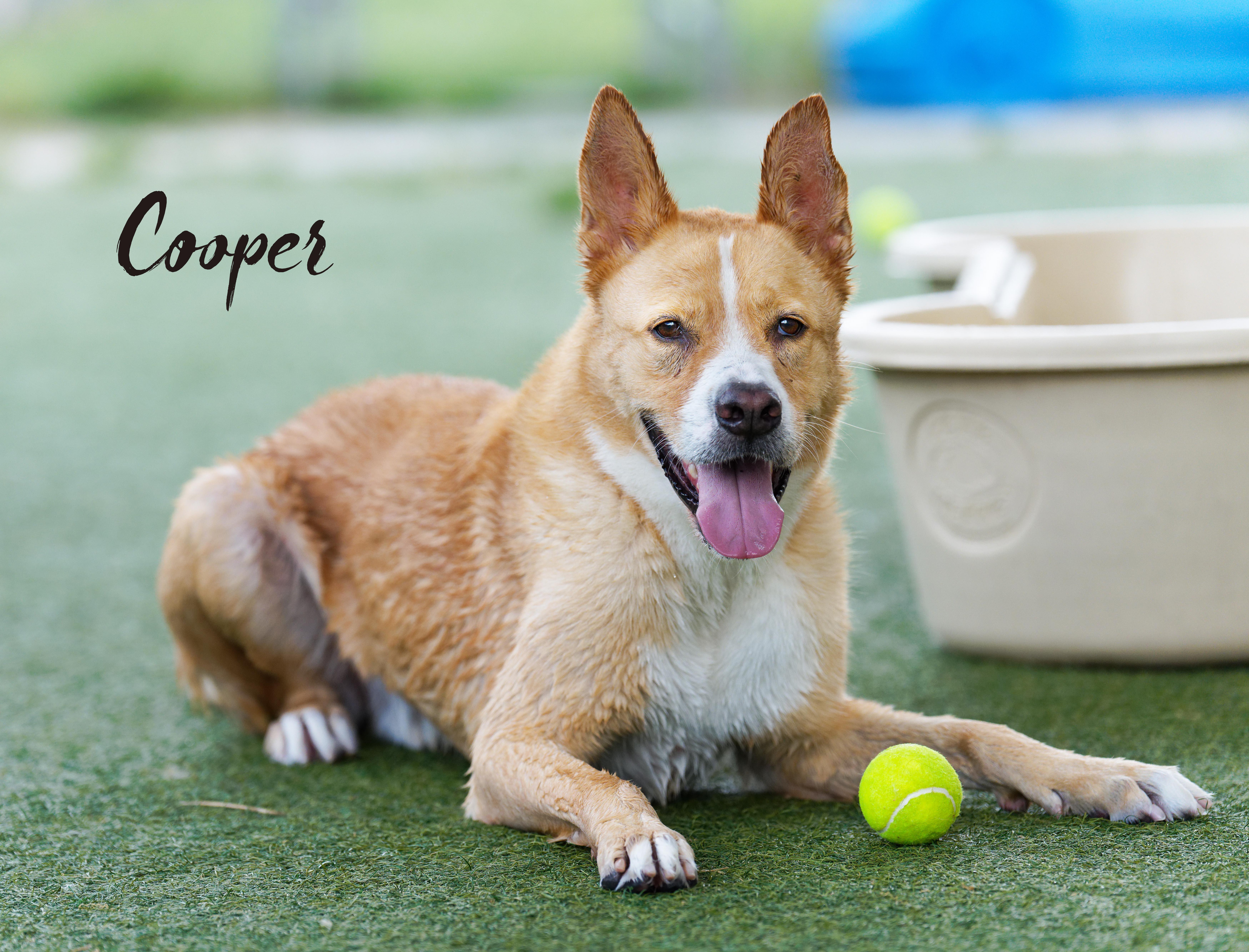 Cooper thumbnail 4