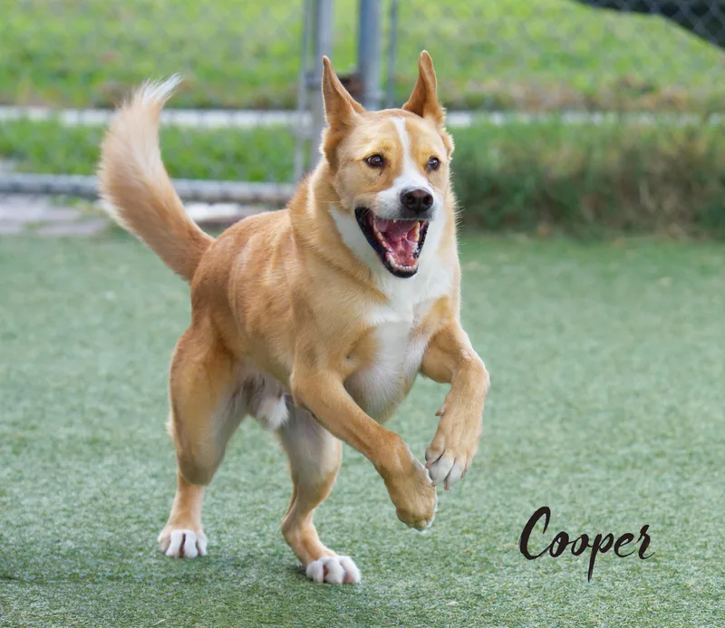 Cooper thumbnail 5