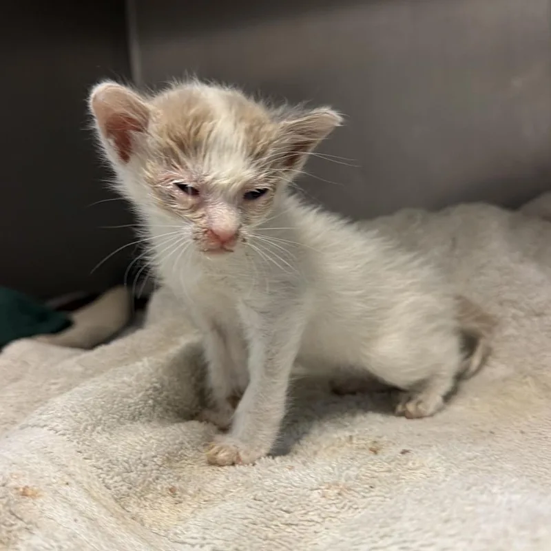 A baby small-sized female White Domestic Short Hair cat named Gelato for adoption in Edinburg, TX