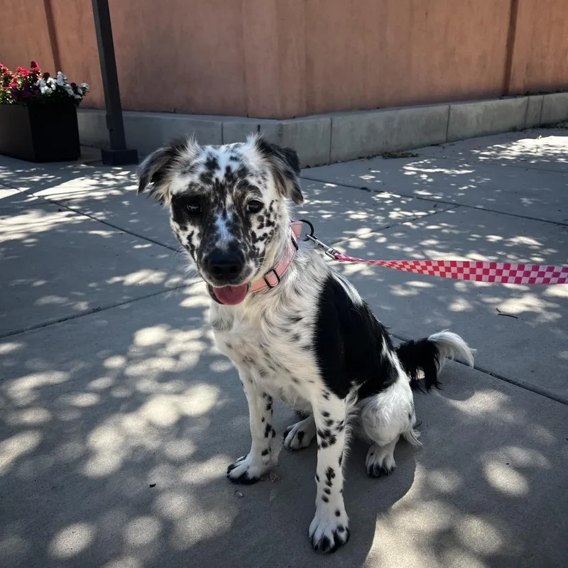 An adult medium-sized female White / Cream English Setter dog named Dolly Parton for adoption in Albuquerque, NM