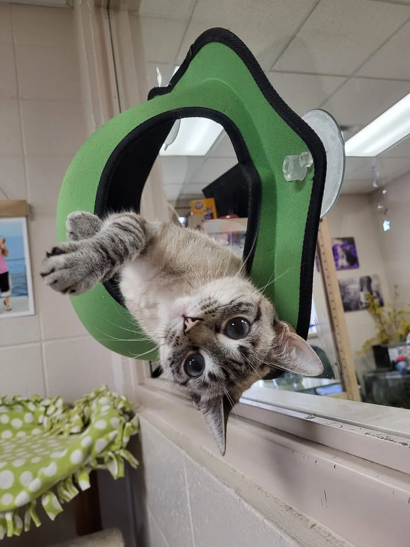 An adult small-sized female Tabby (Gray / Blue / Silver) Siamese cat named Pharaoh for adoption in Chilton, WI