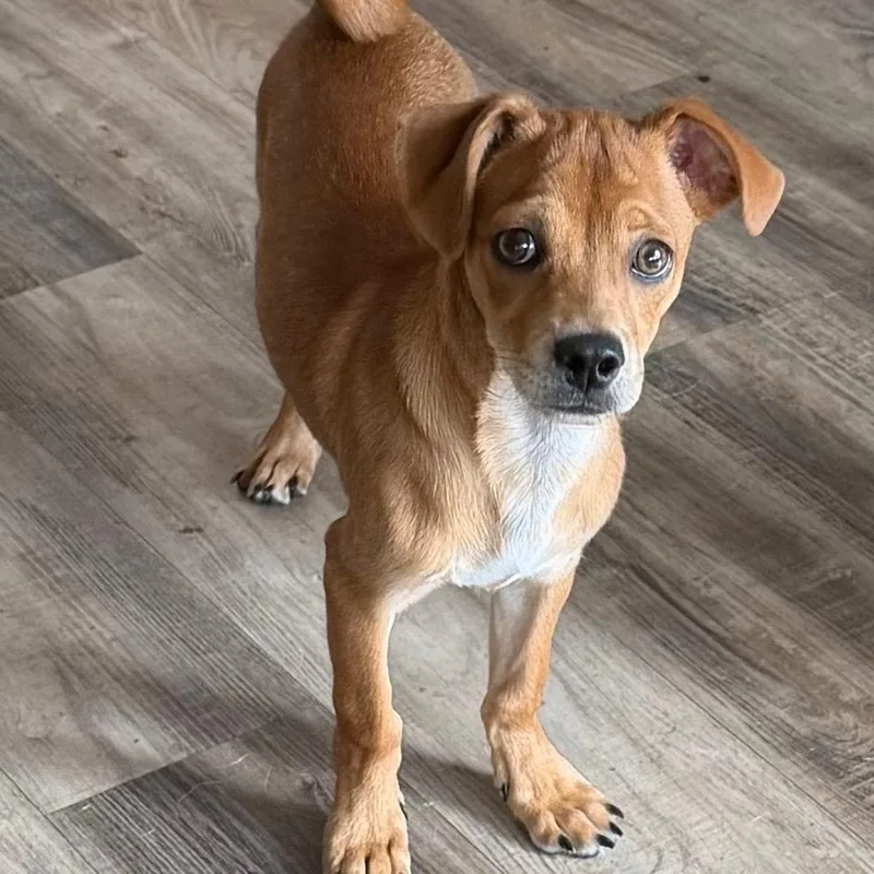 A baby small-sized male Brown / Chocolate Chihuahua dog named Rambo for adoption in Las Vegas, NV