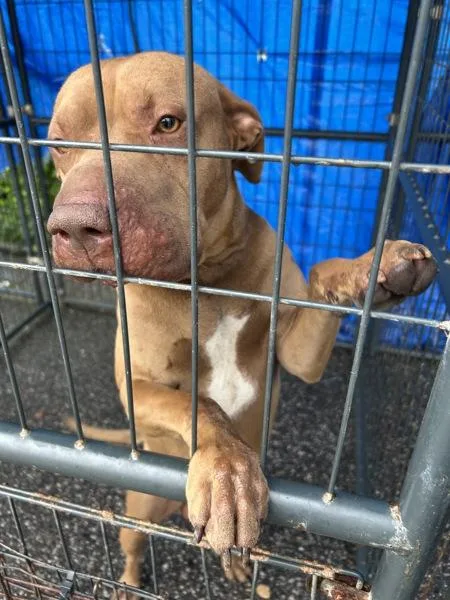 Scrappy Doo