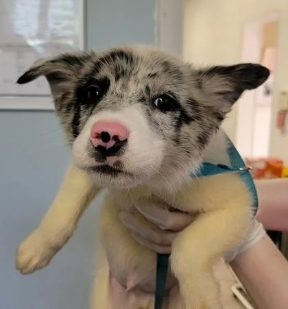 A baby medium-sized male Mixed Breed dog named Halston for adoption in West Chester, PA