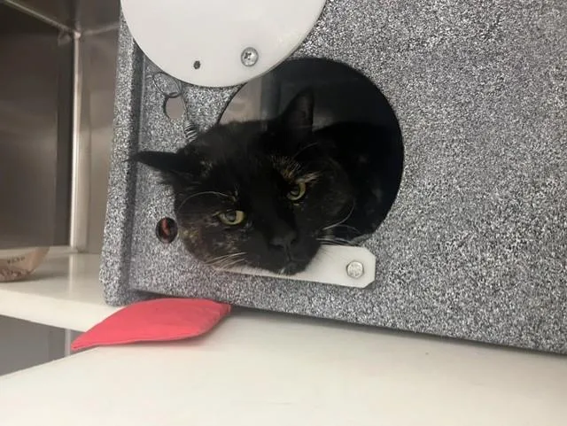 An adult medium-sized female Domestic Short Hair cat named Rosie for adoption in Colorado Springs, CO