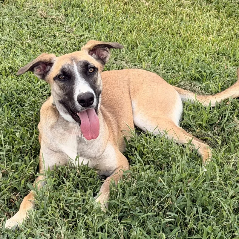 A baby medium-sized female Black Shepherd dog named Kendall for adoption in Houston, TX