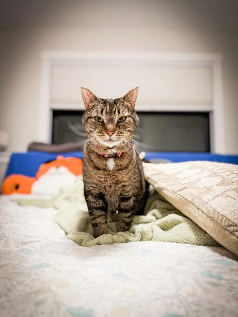 An adult medium-sized female Domestic Short Hair cat named Ellen for adoption in Minneapolis, MN