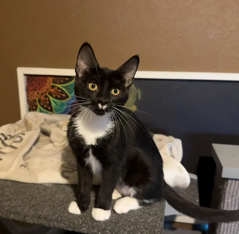 A baby small-sized female Black & White / Tuxedo Domestic Short Hair cat named Melaan for adoption in Schertz, TX