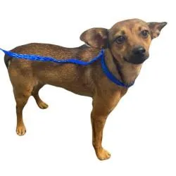 A young small-sized female Chihuahua dog named Hazel for adoption in Red Bluff, CA