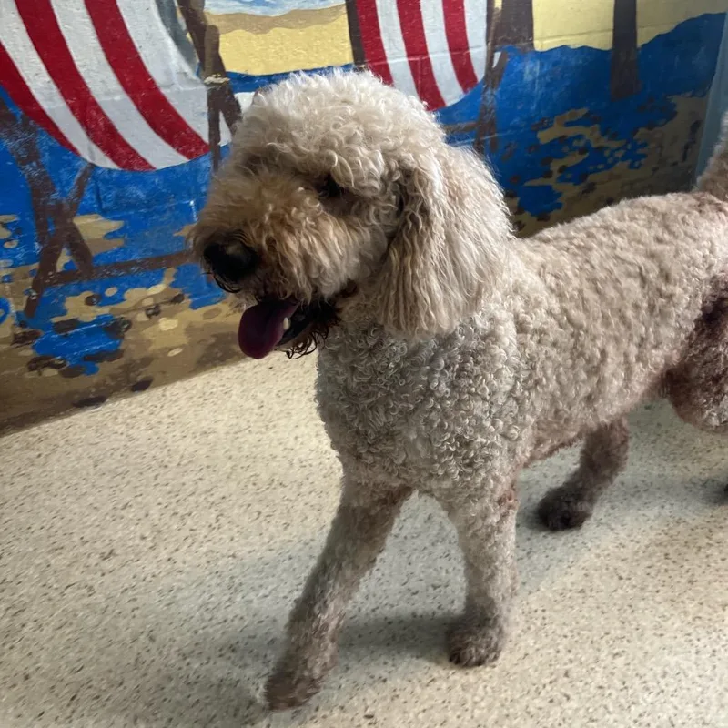 An adult large-sized female Golden Retriever dog named Ginger for adoption in LOXAHATCHEE, FL
