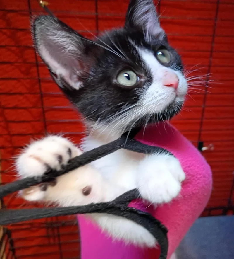 A baby medium-sized female Black Domestic Short Hair cat named Jezze for adoption in Santa Cruz, CA