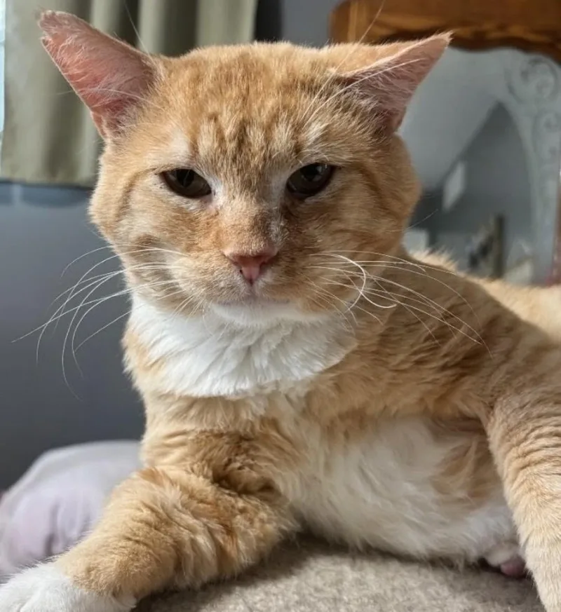 An adult medium-sized male Orange & White Domestic Short Hair cat named Tom for adoption in Columbia, MO