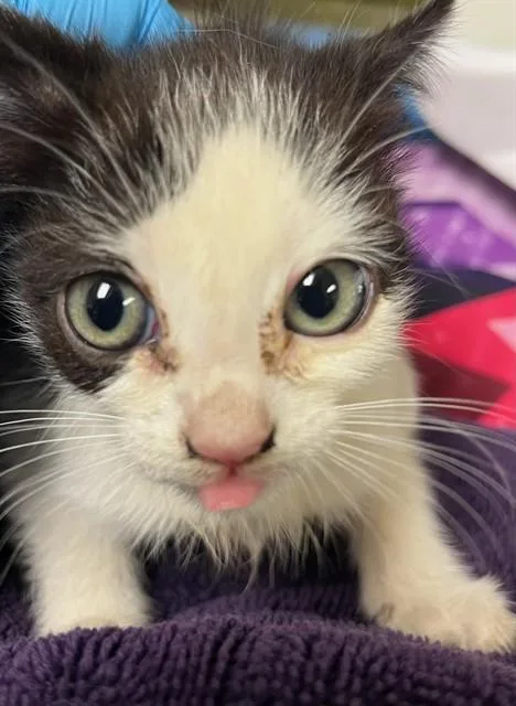 A baby small-sized female Domestic Short Hair cat named Frida for adoption in Riverside, CA