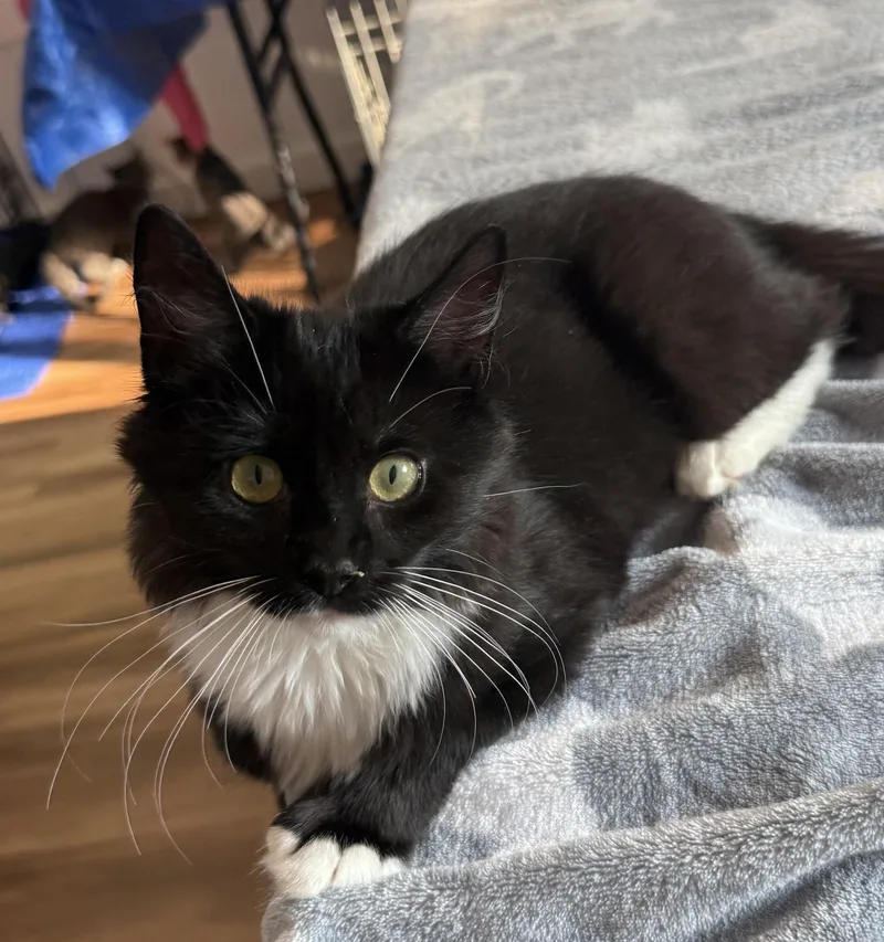 A baby medium-sized female Black & White / Tuxedo Domestic Short Hair cat named Maeve Sollis for adoption in Stowe, PA