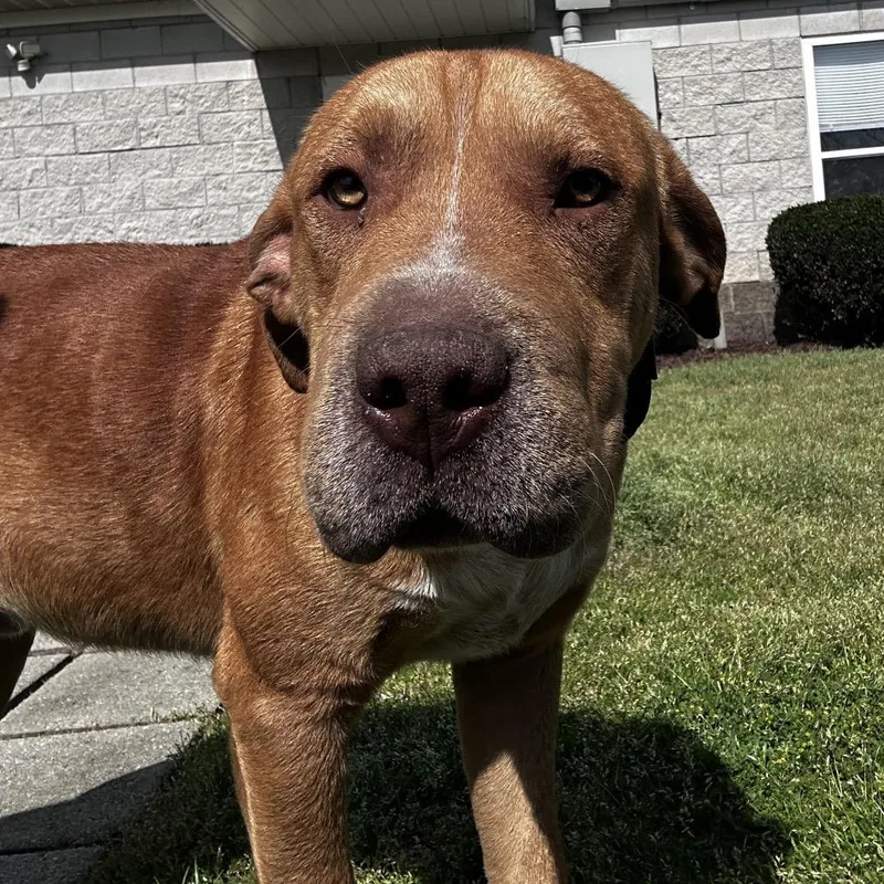 An adult large-sized male Red / Chestnut / Orange Mixed Breed dog named Droopy for adoption in Orangeburg, SC