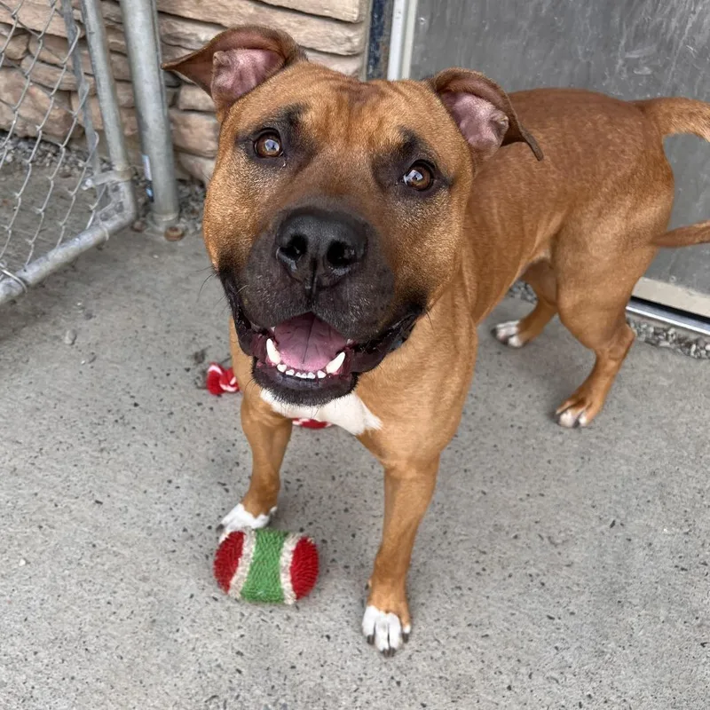 An adult large-sized male Red / Chestnut / Orange Mixed Breed dog named Louie for adoption in Fairport, NY