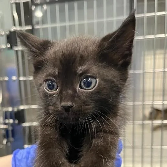 A baby small-sized male Black Domestic Short Hair cat named Model T for adoption in Greensboro, NC
