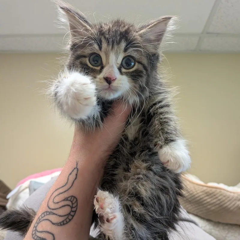 A baby small-sized female Brown / Chocolate Domestic Medium Hair cat named Croissant for adoption in Toledo, OH