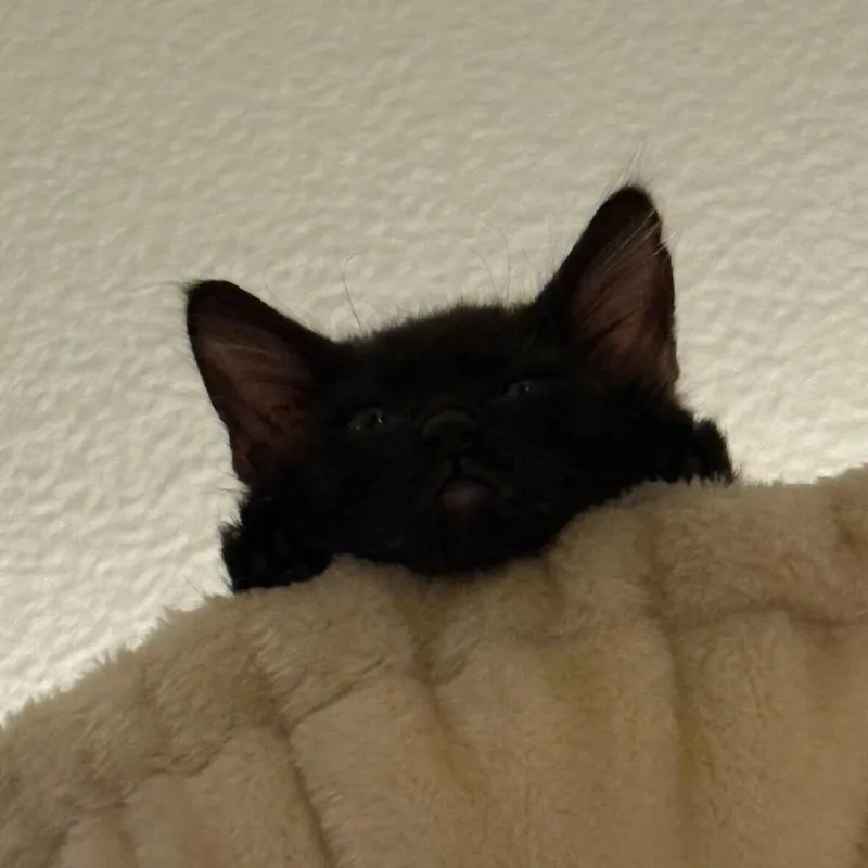 A baby small-sized male Black Domestic Short Hair cat named Teddy for adoption in Escondido, CA