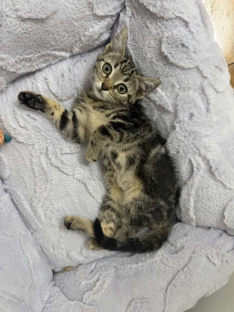 A baby medium-sized male Gray / Blue / Silver Domestic Short Hair cat named Stitch for adoption in Kannapolis, NC