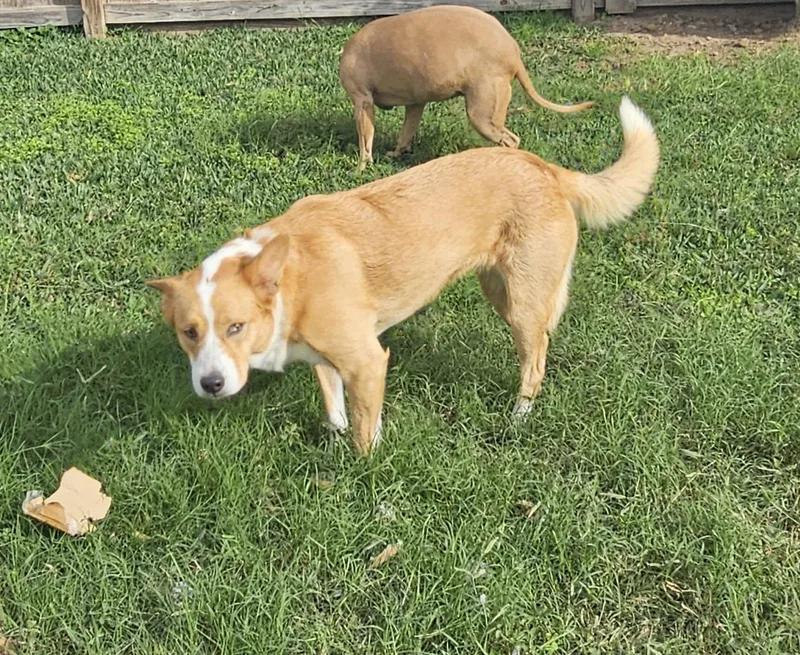An adult medium-sized female Australian Shepherd dog named Tessa for adoption in League City, TX