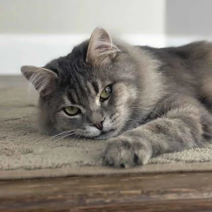 An adult small-sized male Gray / Blue / Silver Domestic Medium Hair cat named Yachty for adoption in Atlanta, GA