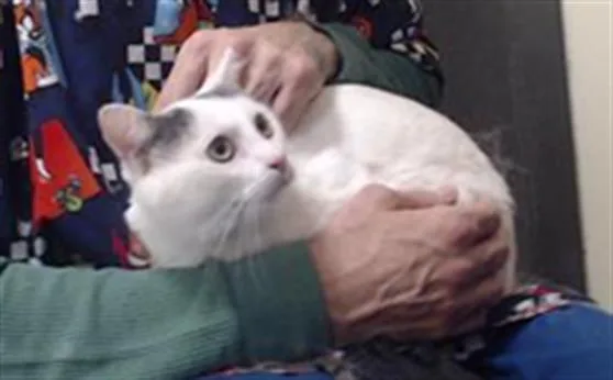 An adult medium-sized male Domestic Short Hair cat named Rocky for adoption in Denver, CO