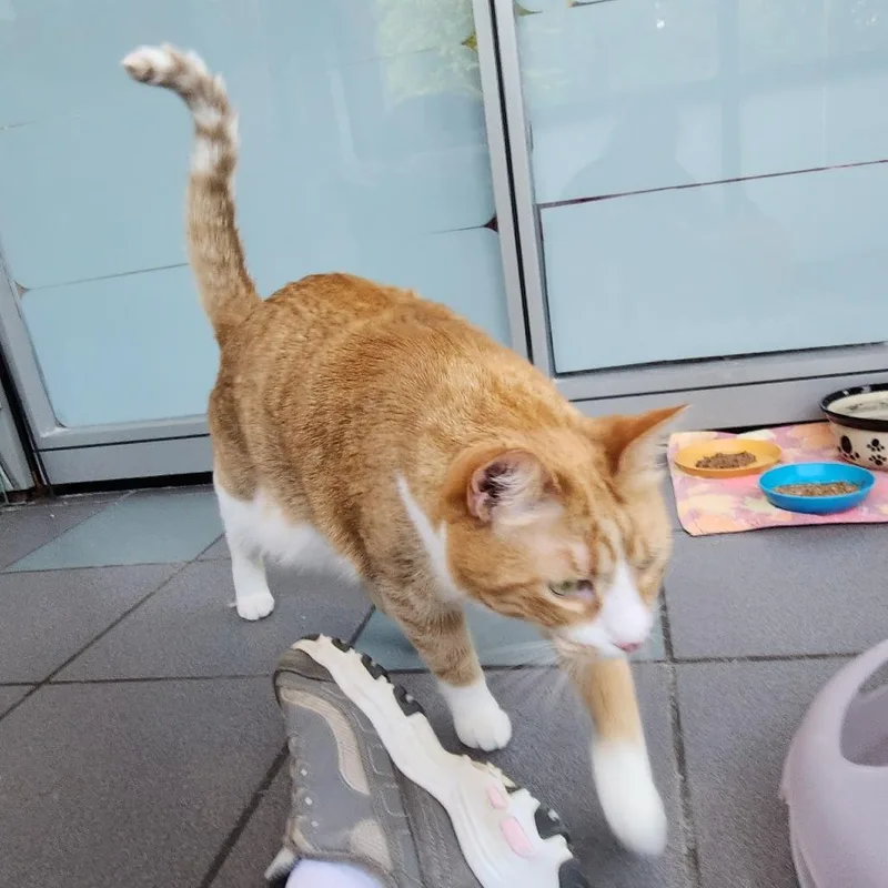 Enchilada thumbnail 6