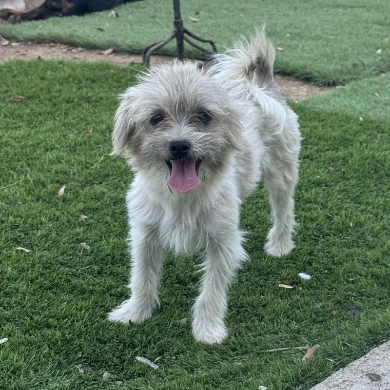 A baby small-sized male White / Cream Cairn Terrier dog named Mr. Bubble Bee Sparrow for adoption in Ridgefield, WA
