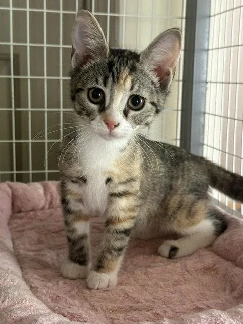 A young medium-sized female Domestic Short Hair cat named Breyer for adoption in Newtown Square, PA