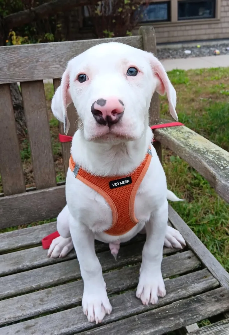 A baby medium-sized male White / Cream American Bulldog dog named Casper for adoption in Elizabethtown, NY